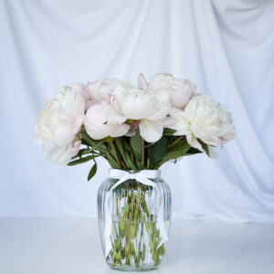 PRE-ORDER Gardenia Peony *limited stock* 10 Stems